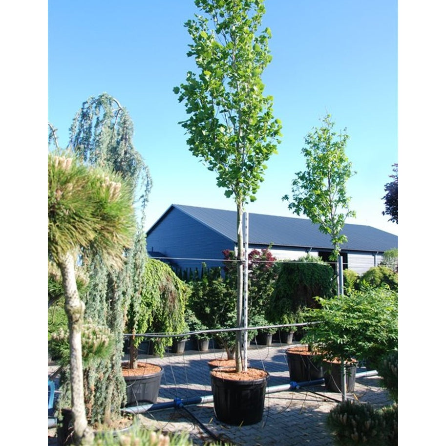 Tulpanträd – Liriodendron tulipifera 'Fastigiatum' - C280 200 cm. Stam